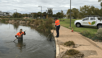 Playford wetlands work