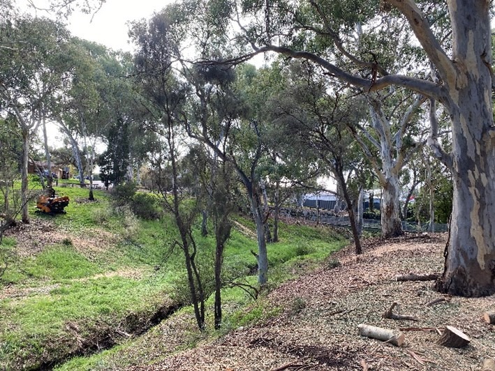 Woody Weed Removal, City of Tea Tree Gully - After